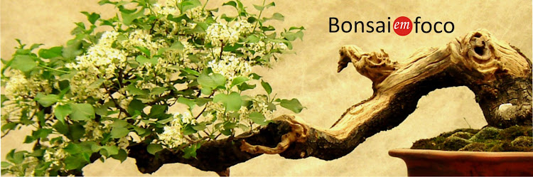 Bonsai em Foco