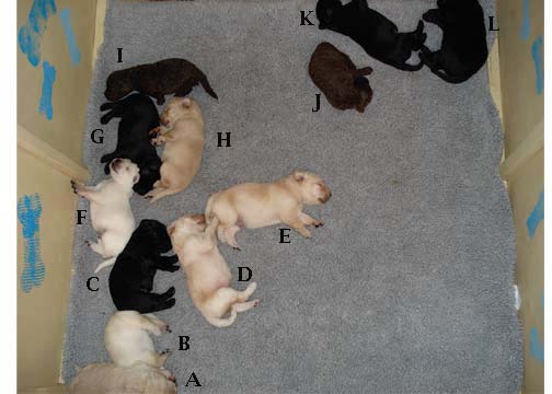 All the Puppies at 14 Days