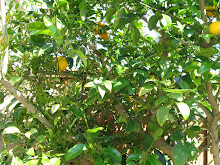 Adora's Lemon Tree