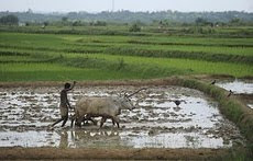 န Sonarpur, 12 August :