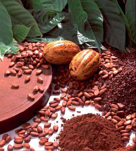 In England the cocoa was still