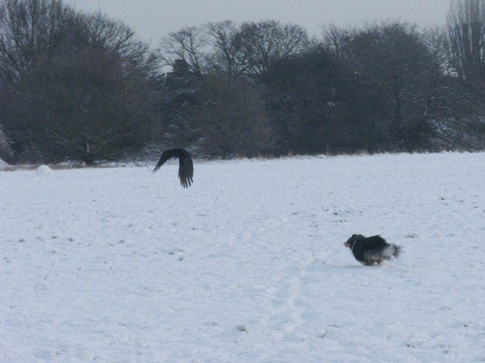 [Sizzle_Chasing_bird2.JPG]
