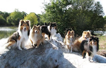 The KNIGHTs Shelties