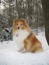 meet The KNIGHTs Sheltie - SEAGULL