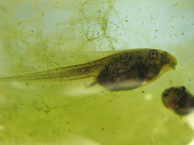 swimming tadpoles