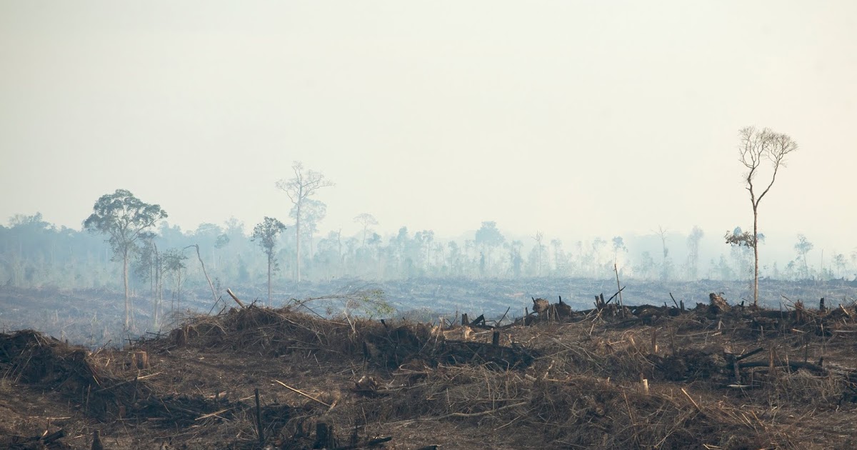 Essay on greenpeace 07 image