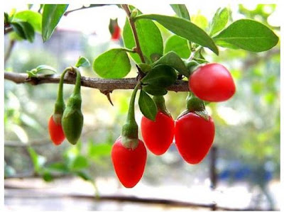 benefits of wolfberry
