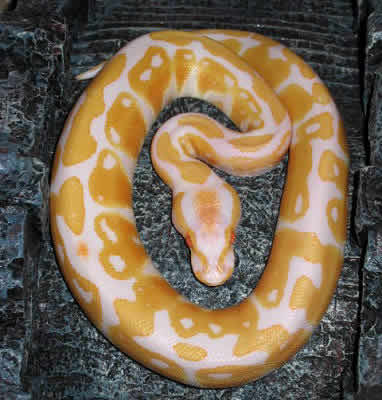 [AlbinoBallPython.jpg]