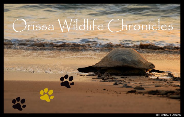 Orissa Wildlife Chronicles