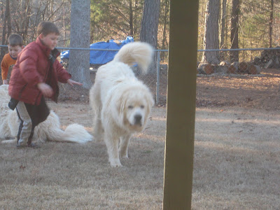 Puffy Dogs