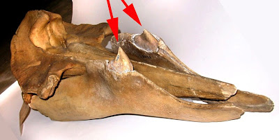 Beaked+Whale+Tusks.JPG
