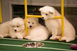 Yay! Puppies!