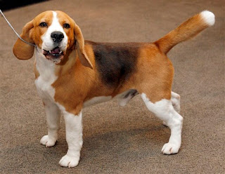 Uno, best in show