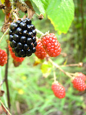 Berries, by Tommy