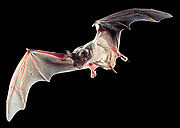 bat bomb