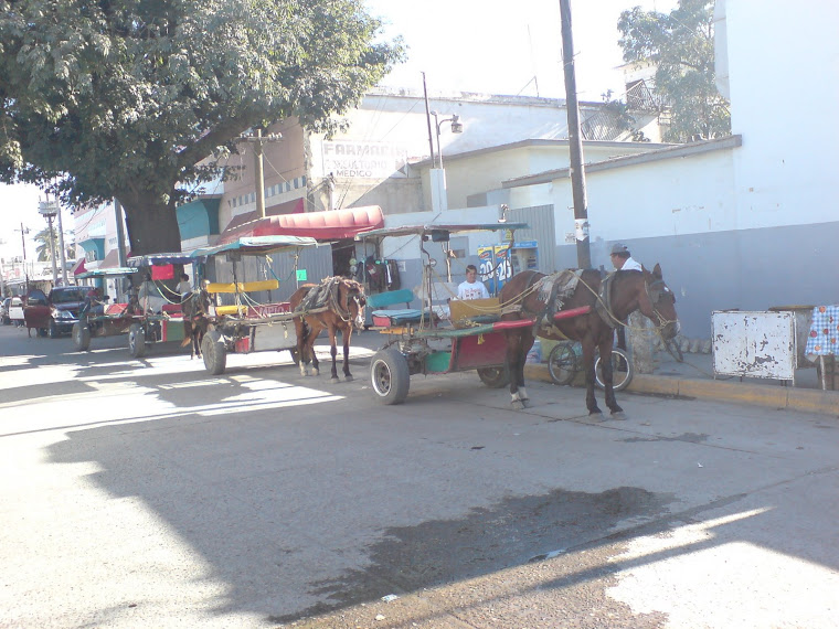 Más arañas de Eldorado