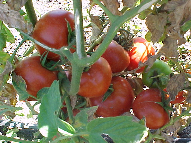 Tomates sinaloenses del valle agrícola de Culiacán