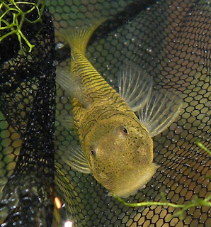 pleco.jpg
