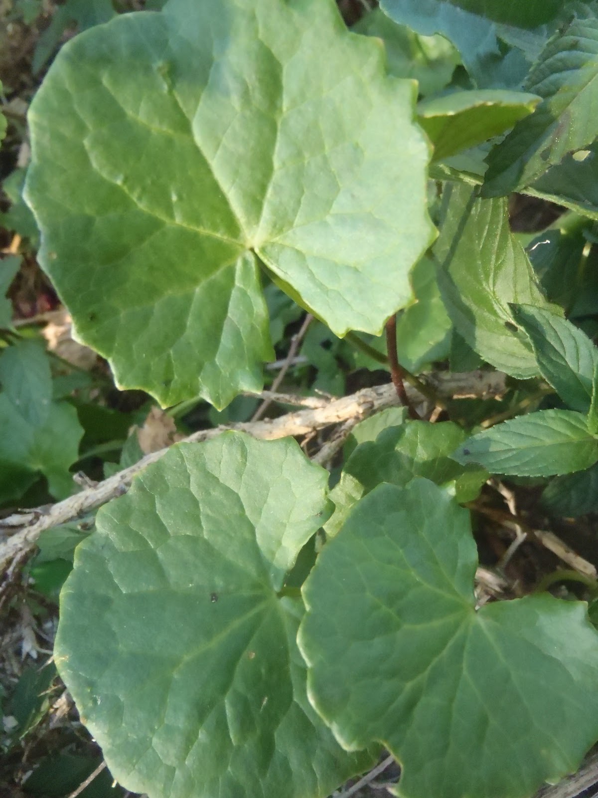 Indian Pennywort