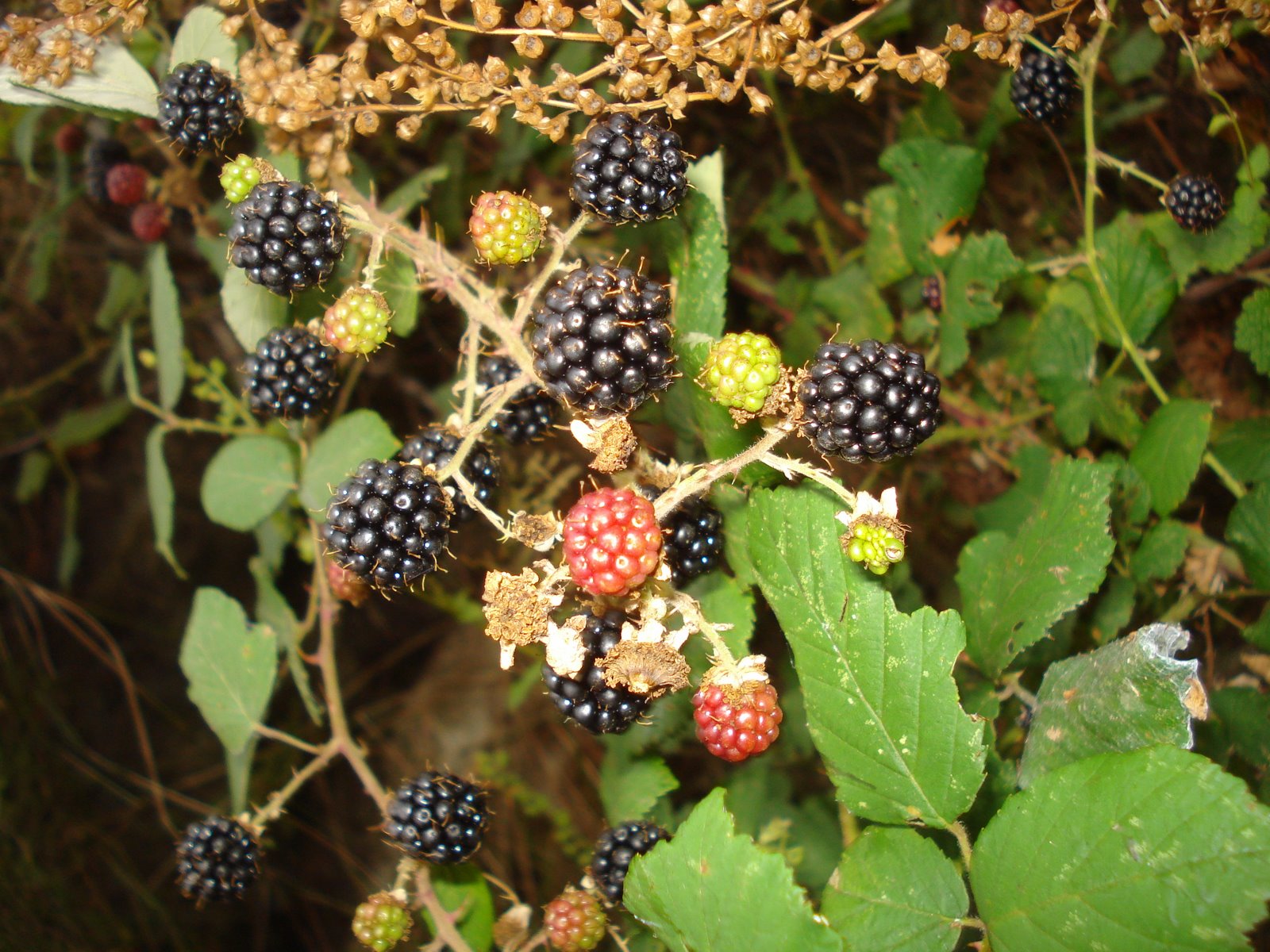[DSC06520.JPG]