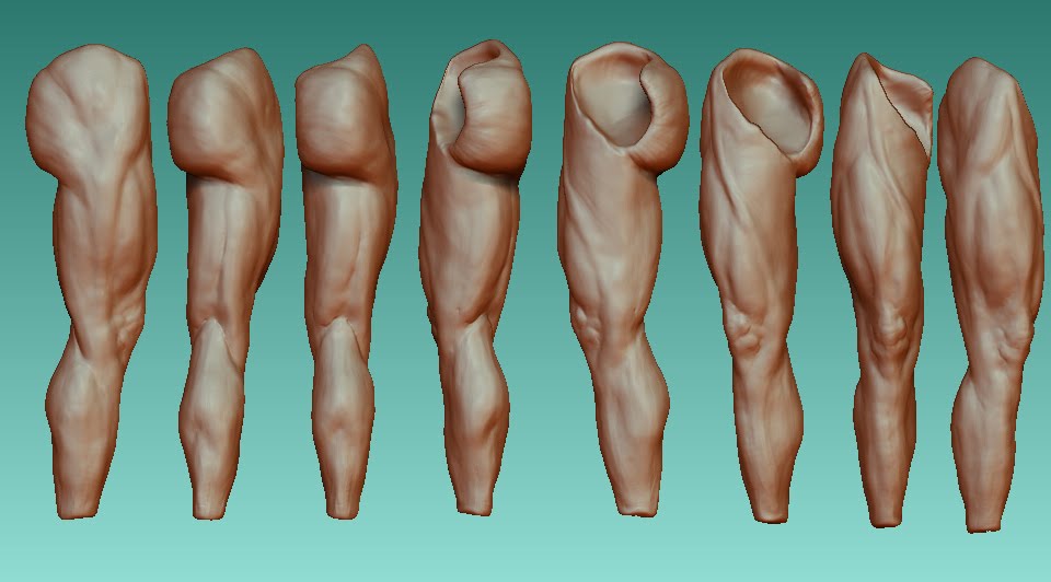 Leg Studies