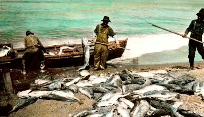 Inshore Fishery Newfoundland