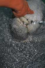 female manatee