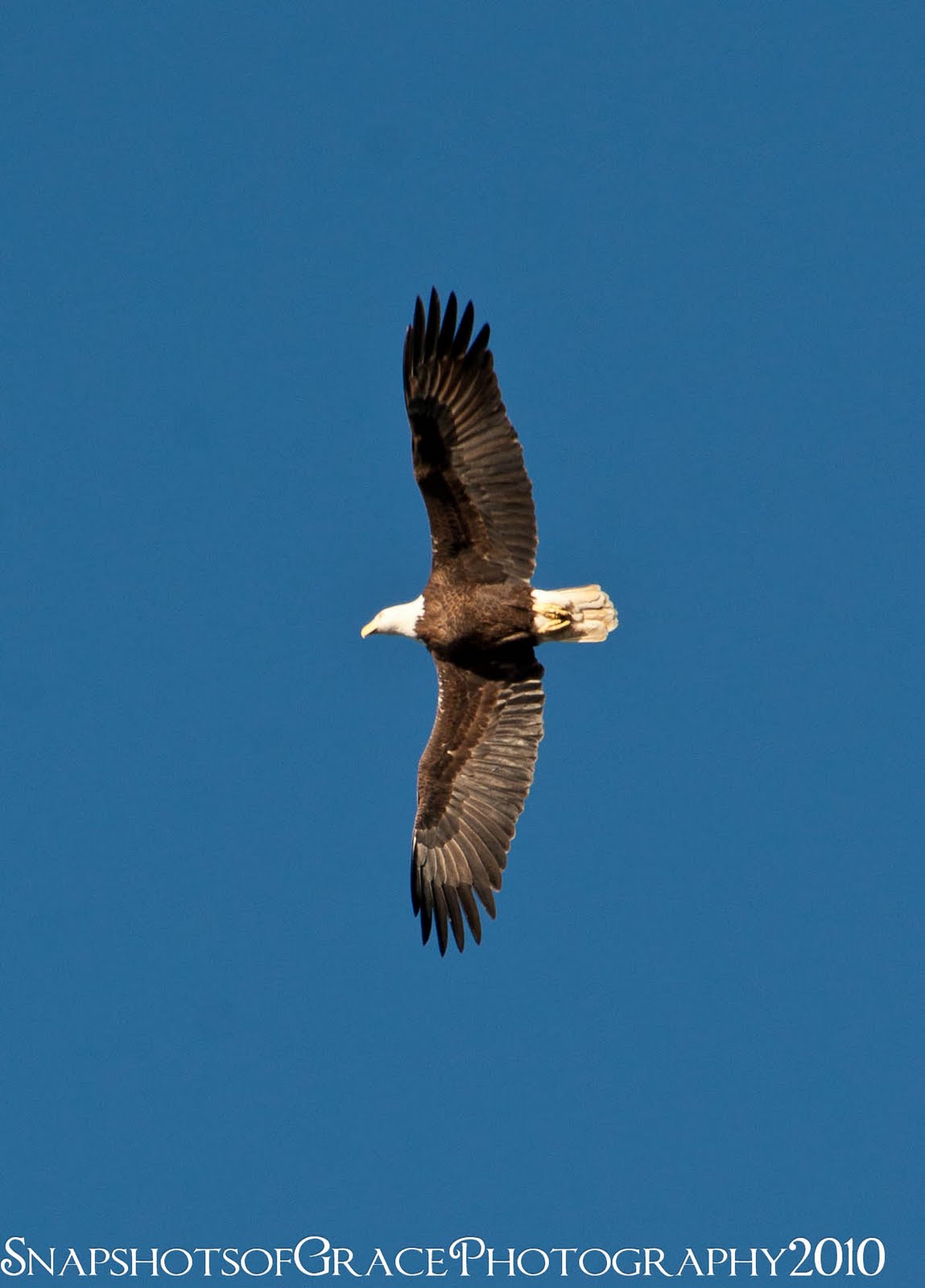 Eagle Overhead