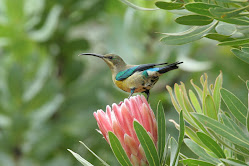 South African Sunbird & Protea