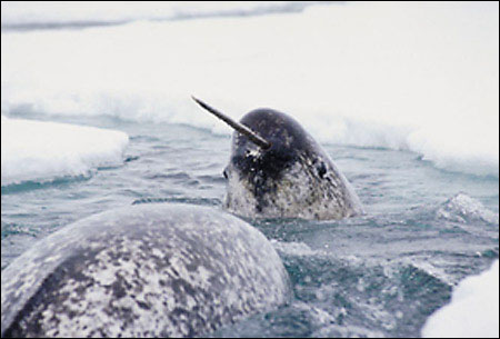 Paus+Narwhal1.jpg