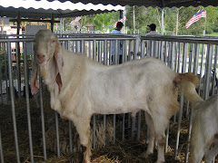 Kambing Baka Jamnapari