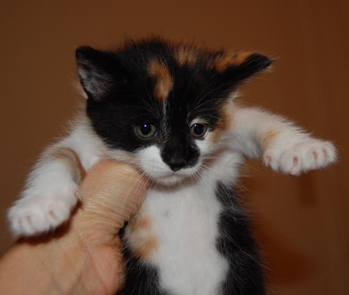 CCLAS Paw-tastic Blog: Suri's kittens will be up for ...