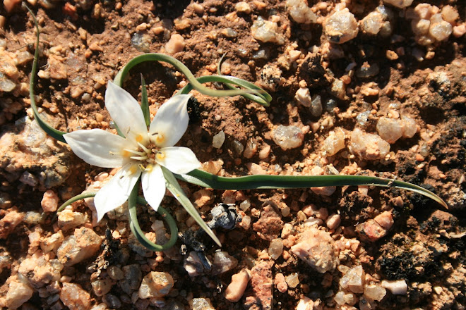 la roche bleu