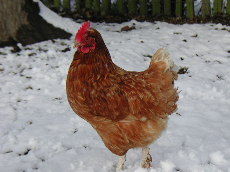 Chicken Snow