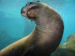 Sea Lion at the Oregon Aquarium