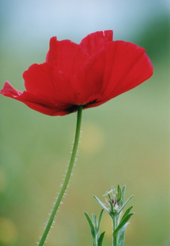 Poppy Types