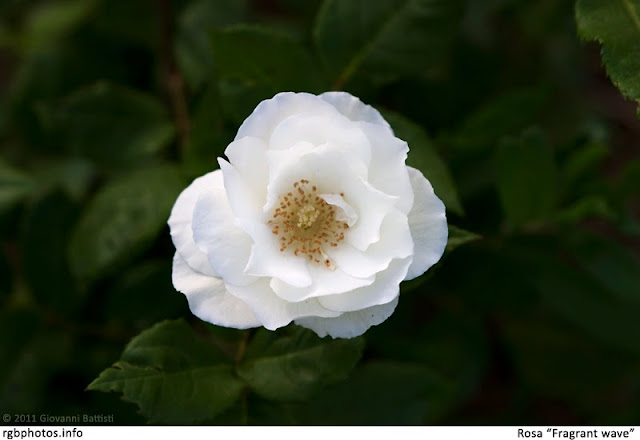 Fiore di rosa fragrant wave