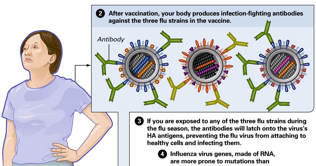 swine virus symptoms Antigenic Drift