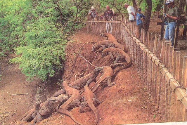 Komodo Binatang Purba Yang Masih Hidup Gambar Manusia Purba