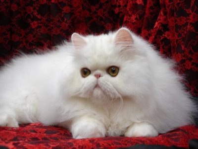 kucing persia adalah seekor kucing berambut panjang yan