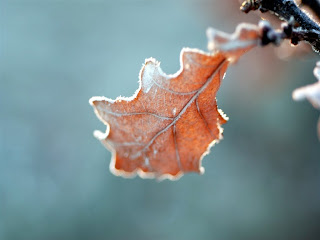 Natural leaf Wallpaper
