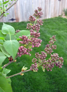 Manchurian Lilac Featuring New Plants Every Day