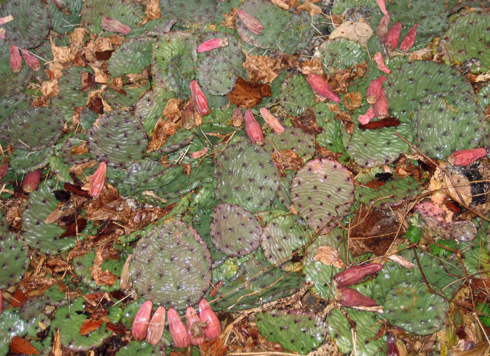 [PricklyPearCactusInWinter.jpg]