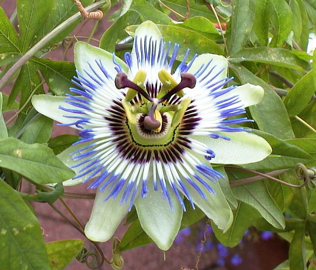 [passion+flower.jpg]