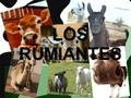 Los Rumiantes