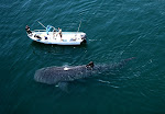 Whale Shark Watching, La Paz, B.C.S.