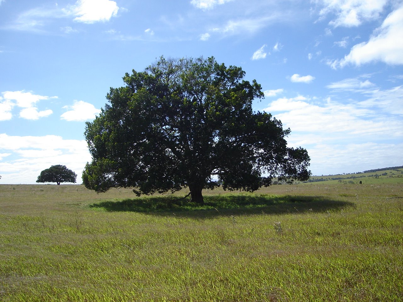 [3+Tree+midday+1.JPG]