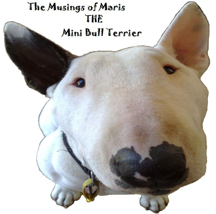 Musings of Maris THE MiniBull