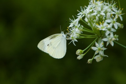 [schmetterling1.jpg]