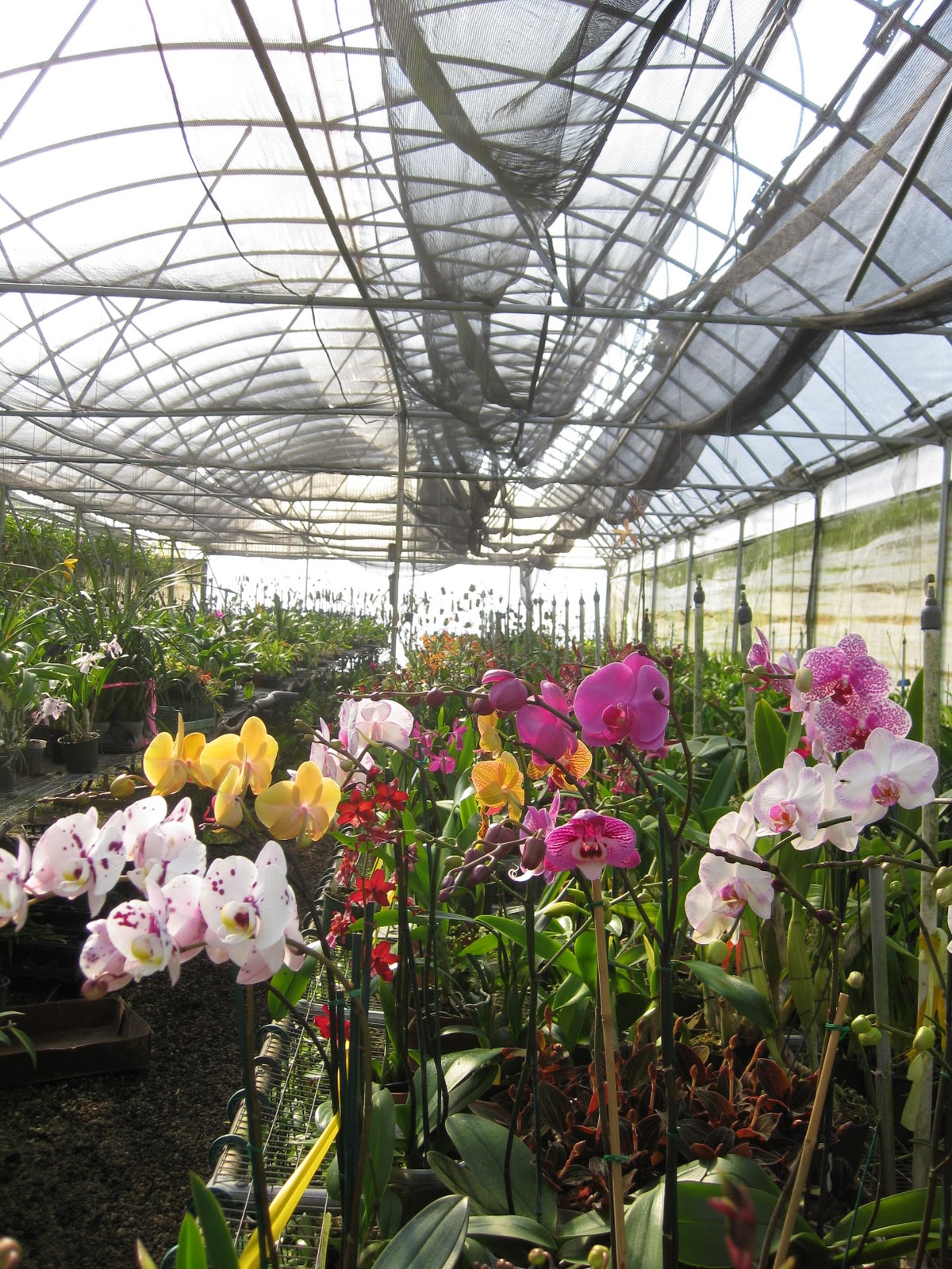 The Orchidteer Orchids of Orlando